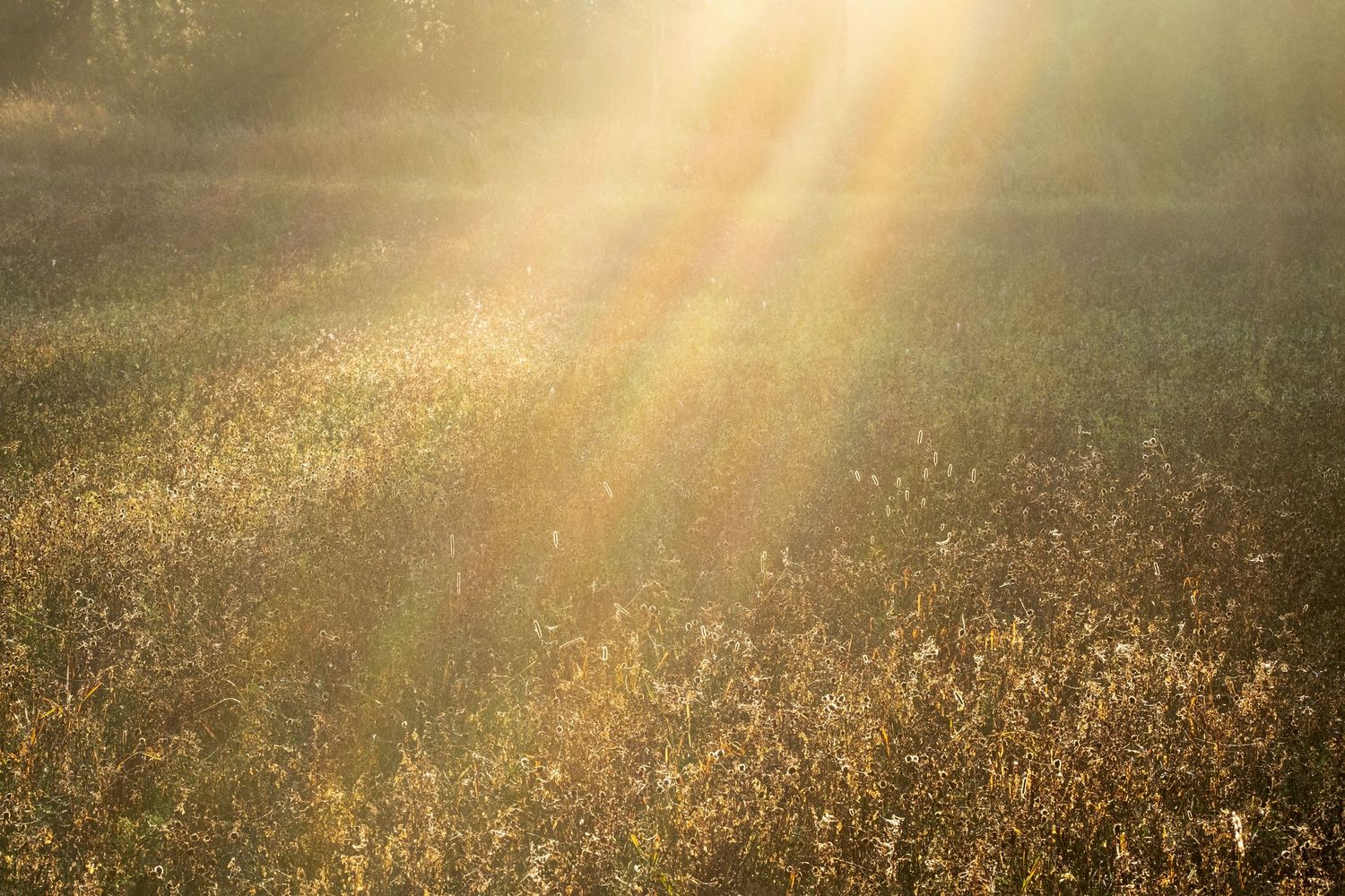 Golden sunbeams streaming through haze over a field of tall grass and wildflowers in warm morning light.