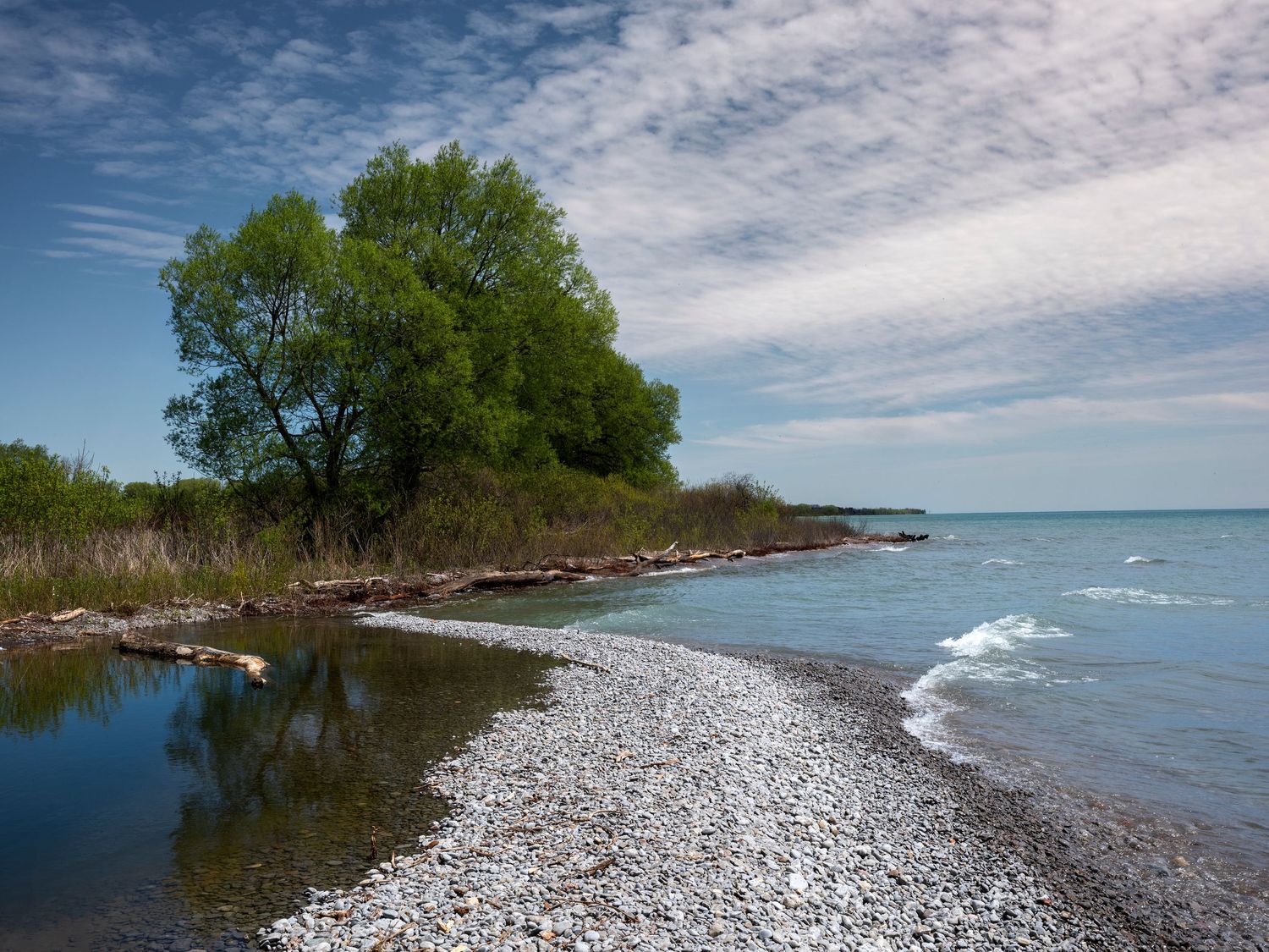 Peaceful rocky shoreline with a large green tree beside calm blue lake waters under wispy clouds.