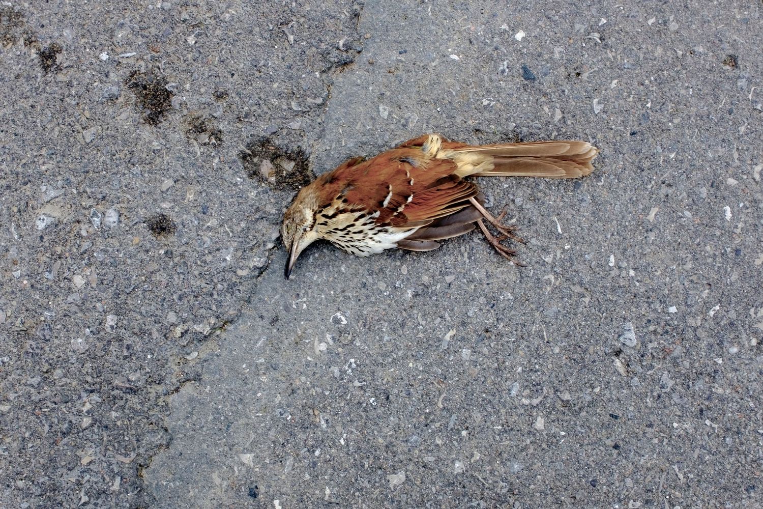 Dead brown thrasher bird lying on gray asphalt pavement, showing rust-brown plumage and streaked breast.