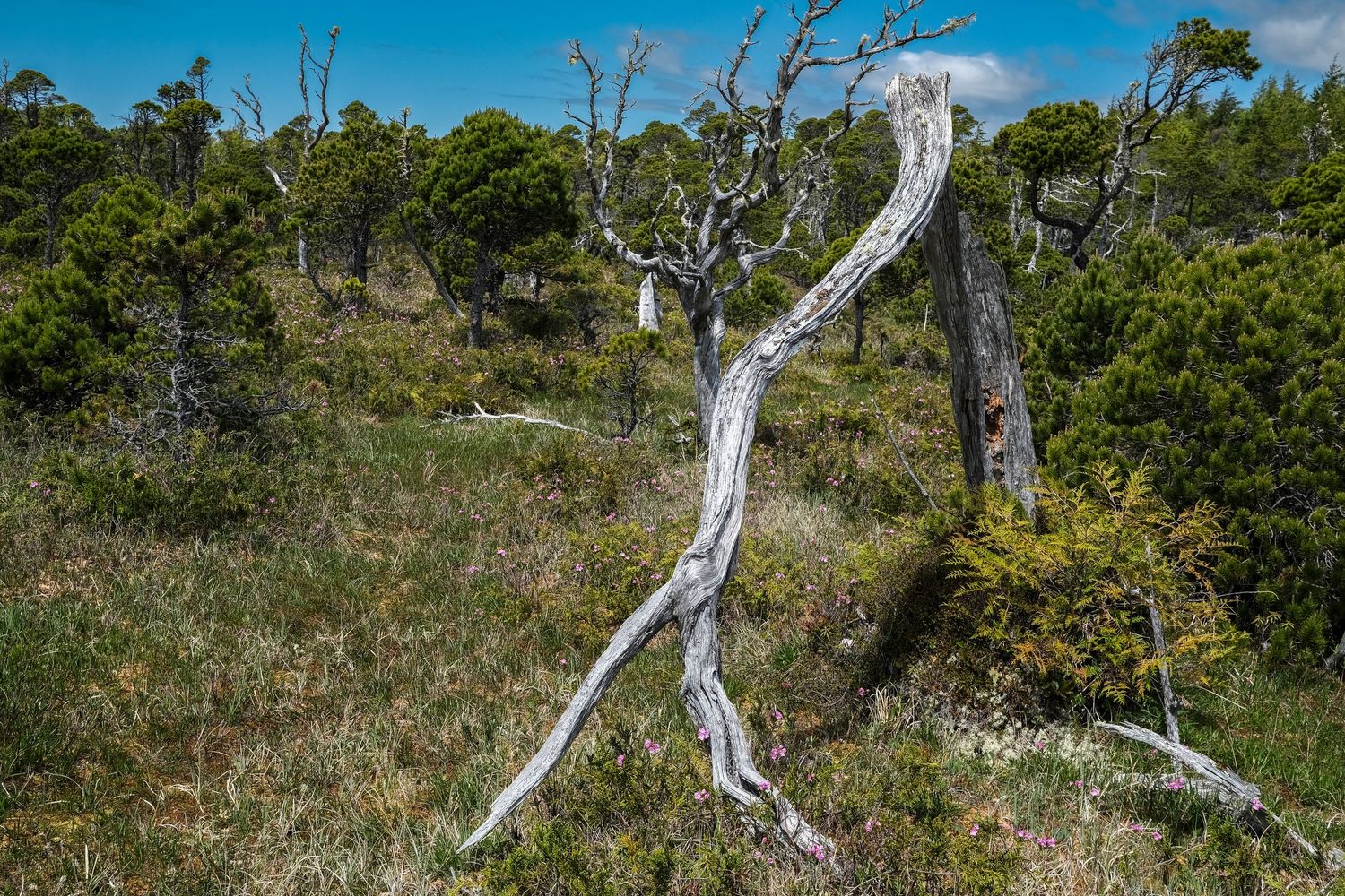 Dead white tree branches contrast against lush green shrubs and grass in a wild, open forest landscape under a blue sky.