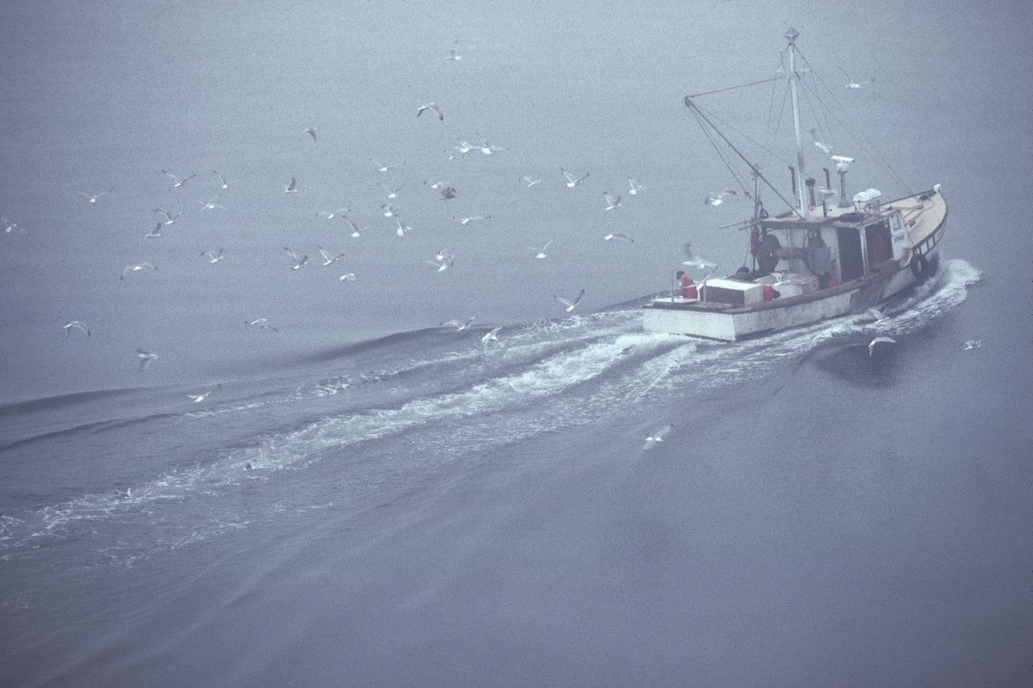 A fishing trawler cuts through foggy gray waters surrounded by seagulls in flight, aerial view.