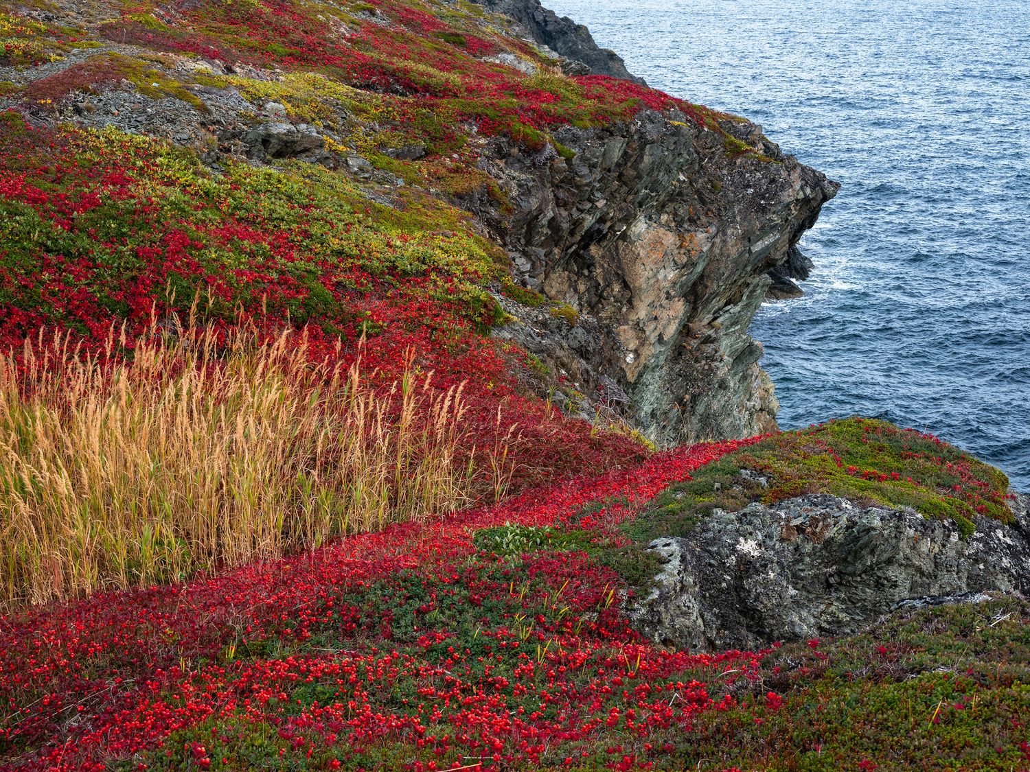 Vibrant red and green coastal cliffside vegetation overlooking rocky shoreline and blue ocean waters in autumn.