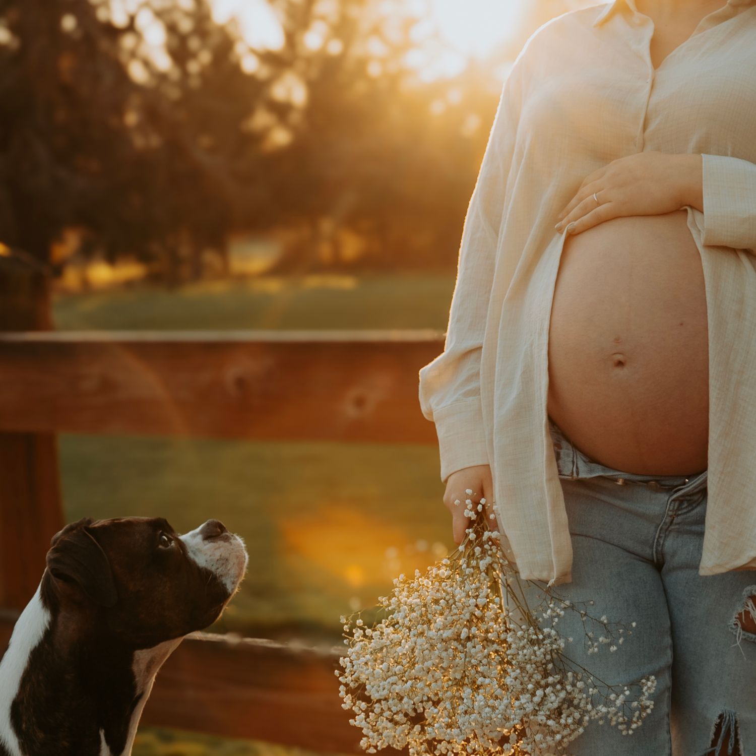 Pregnant belly with dog looking up at sunset while holding dried baby's breath flowers.