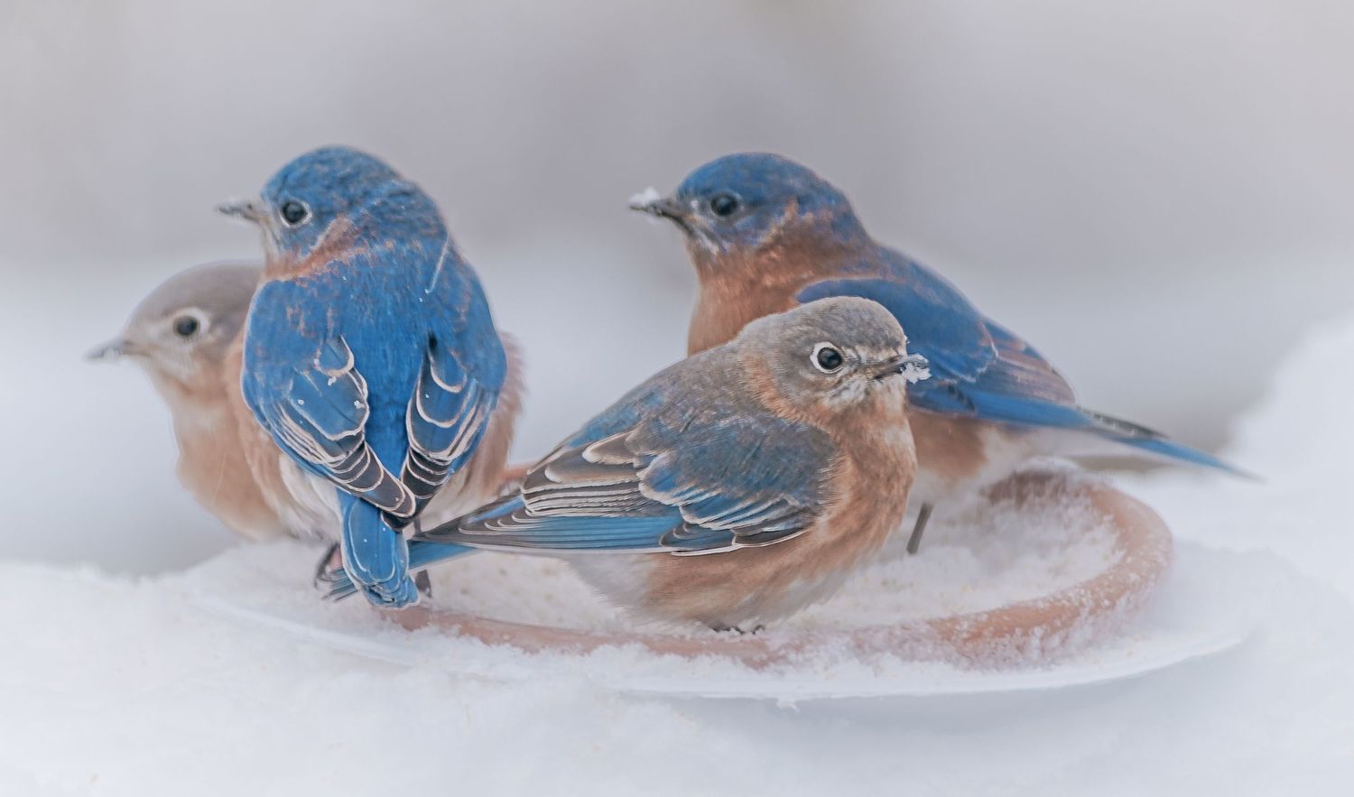 Four Eastern Bluebirds huddled together on a snowy surface in winter.