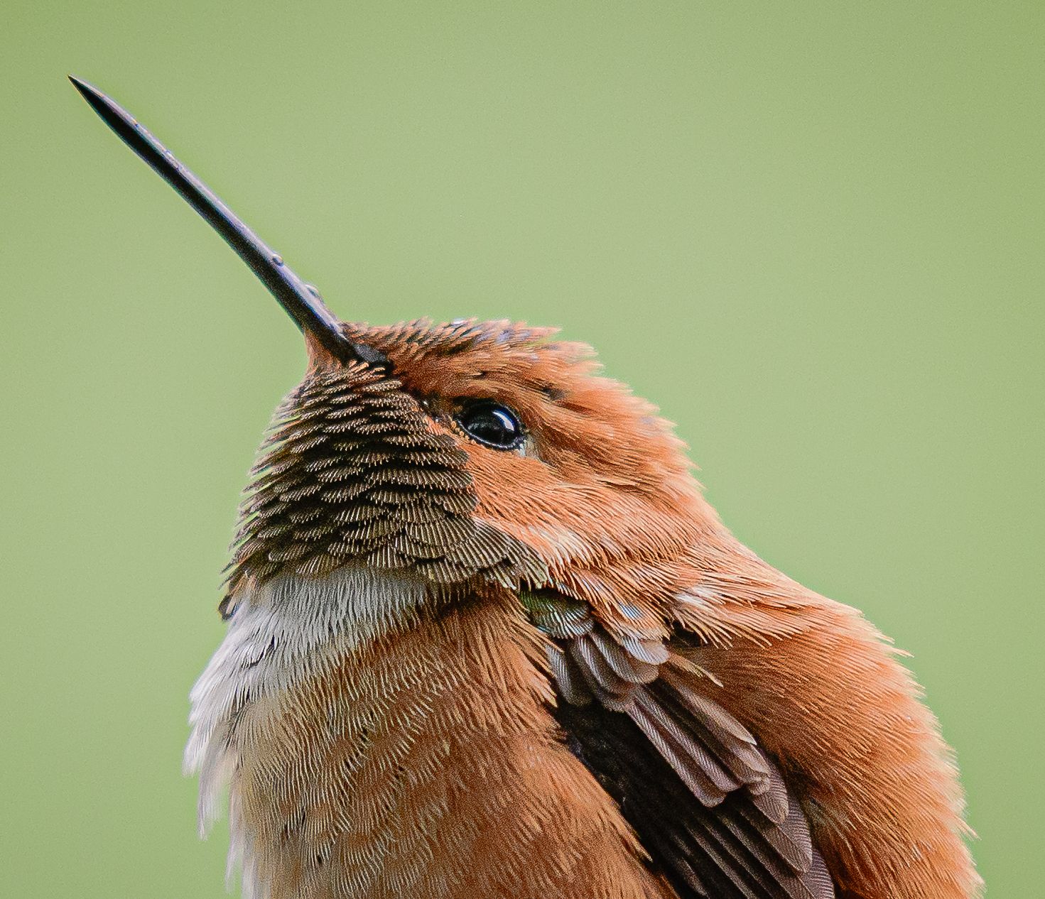 Close-up portrait of a rufous hummingbird with long black beak pointing upward against green background.