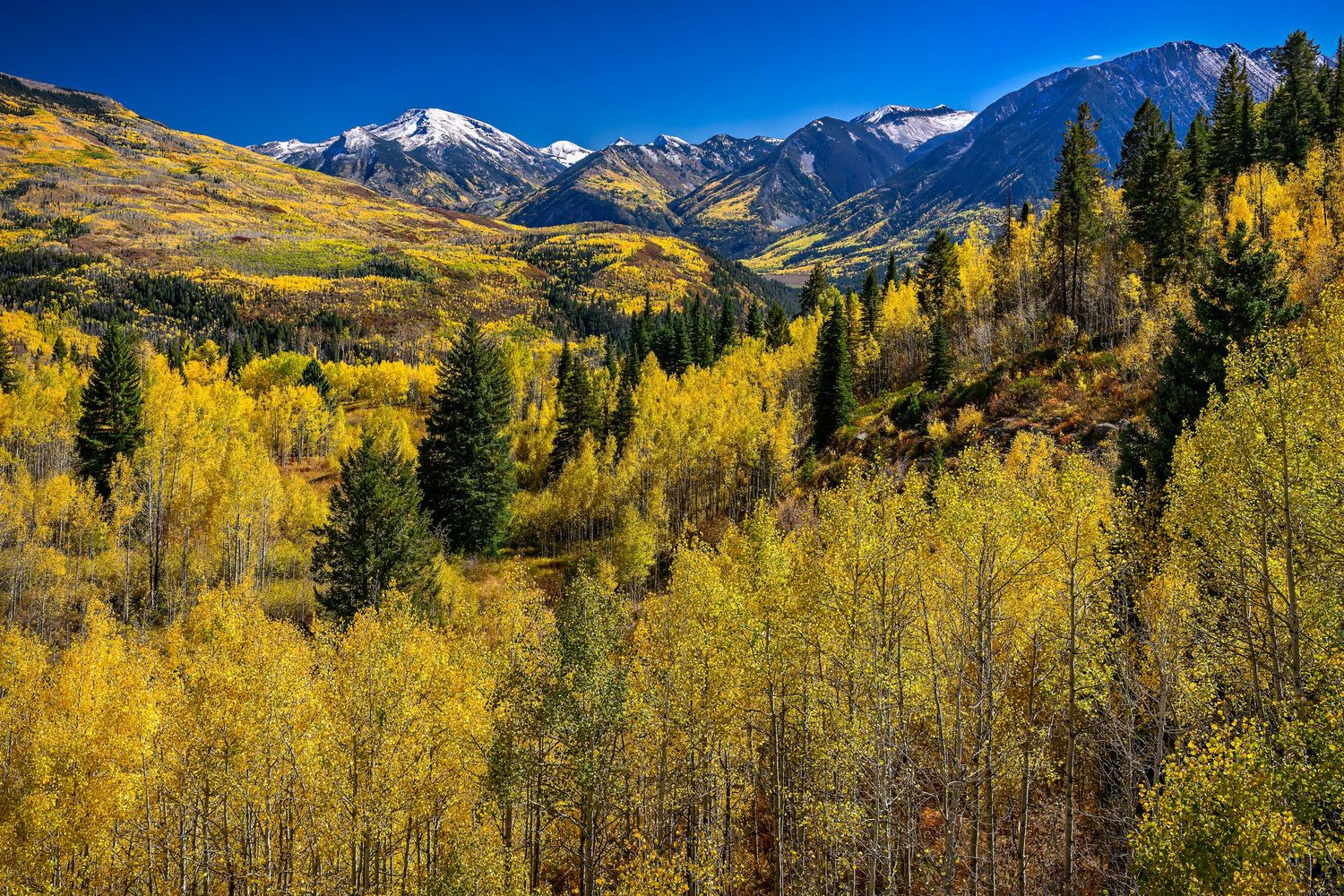Golden aspen trees fill a mountain valley with snow-capped peaks rising above under a deep blue sky in autumn.
