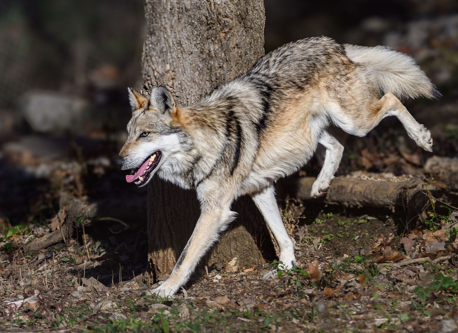 A gray wolf running through a woodland area with mouth open and tongue visible.