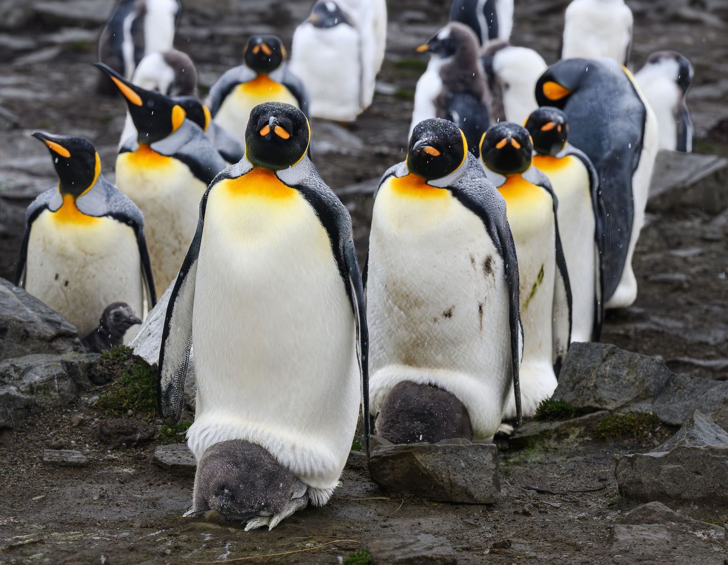 A group of king penguins with orange markings walking together on rocky terrain.