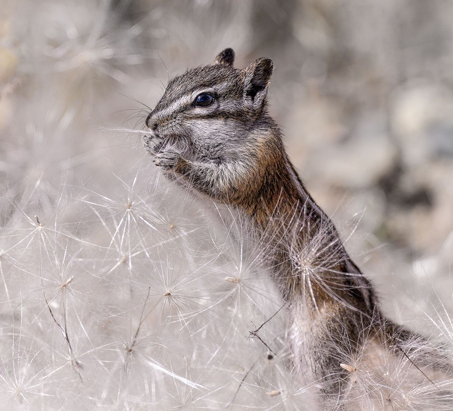A chipmunk forages among delicate dandelion seed heads in a soft bokeh nature setting.