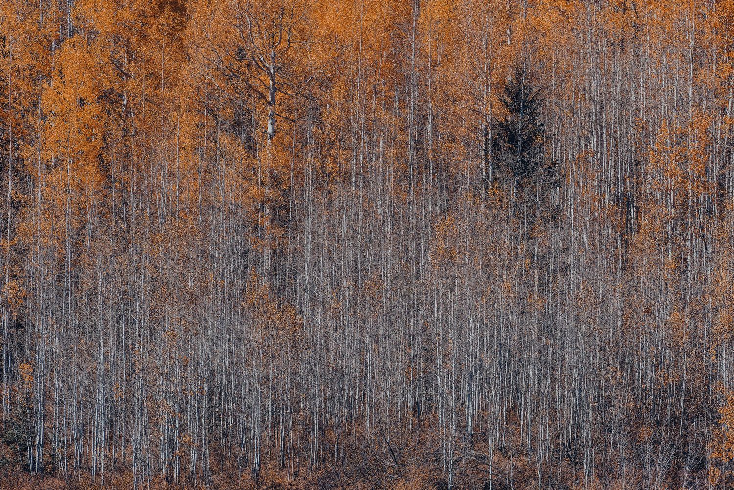 Dense autumn aspen forest with orange foliage and bare white trunks, single evergreen tree.