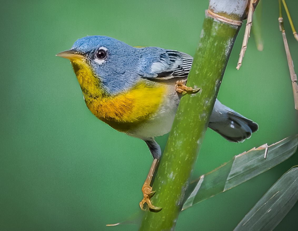 Colorful Northern Parula warbler with blue-gray and yellow plumage perched on green bamboo stalk.