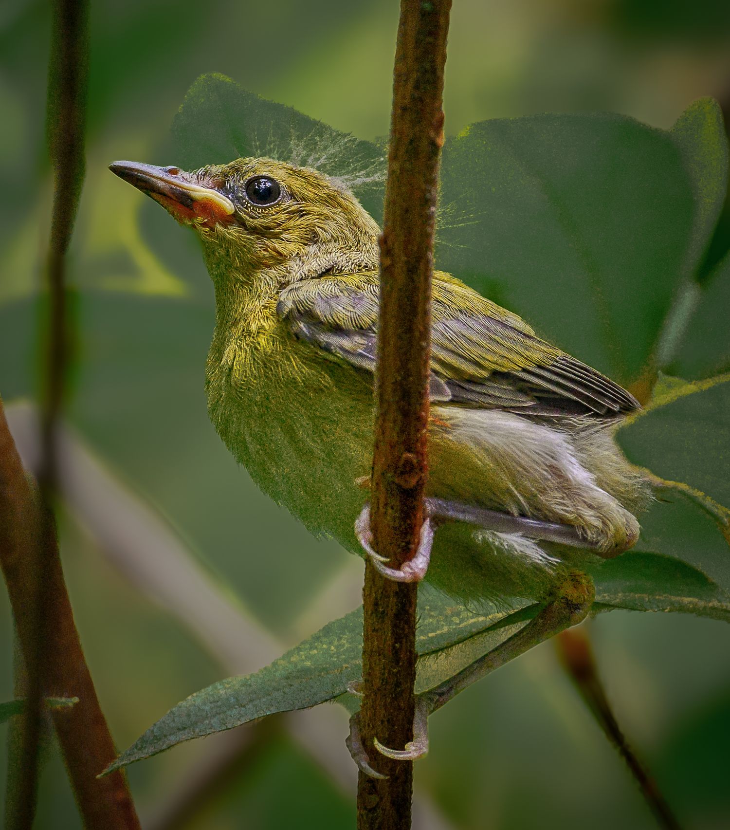 Small olive-green warbler perched on a thin branch surrounded by green leaves.