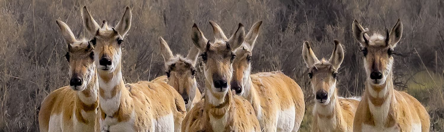 A panoramic view of a herd of pronghorn antelope standing alert in a brushy prairie landscape.