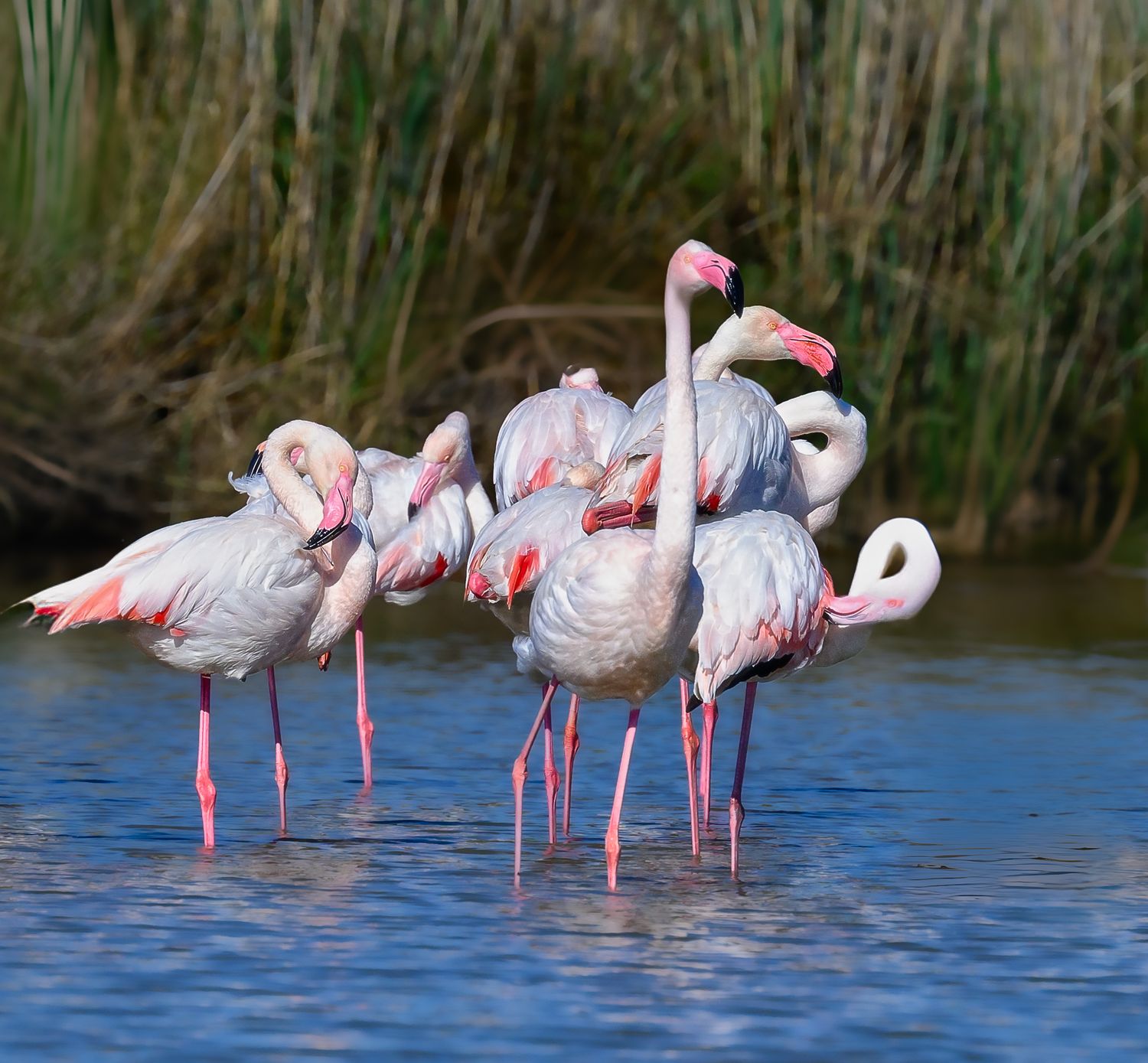 A group of flamingos wading in shallow blue water with green reeds in the background.