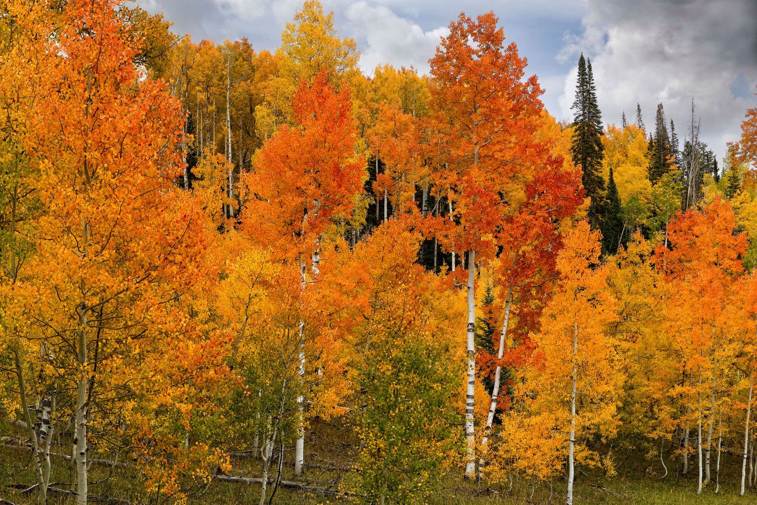 Vibrant orange and yellow aspen trees display peak fall foliage colors under a cloudy sky.