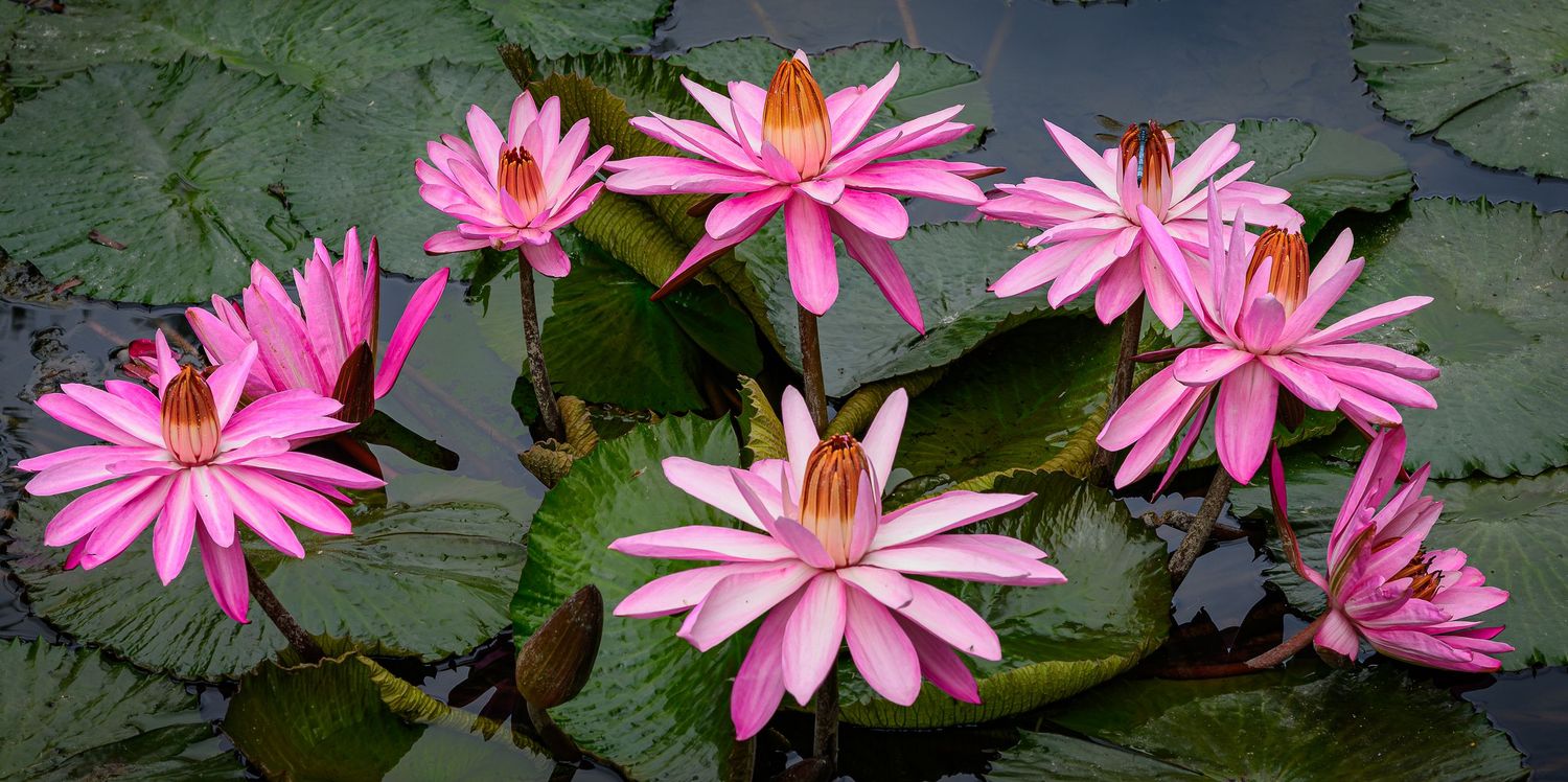 Vibrant pink water lilies blooming on a tranquil pond surrounded by lush green lily pads.