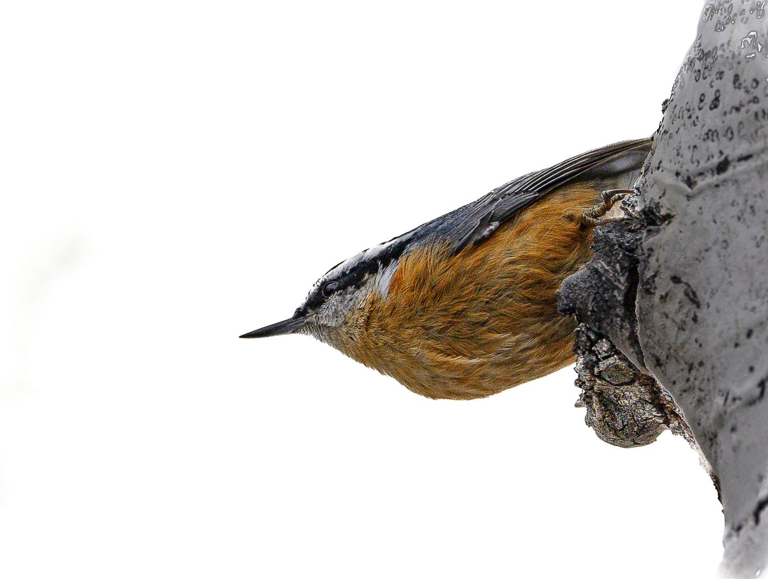 A red-breasted nuthatch clings headfirst to a wet tree trunk in winter.