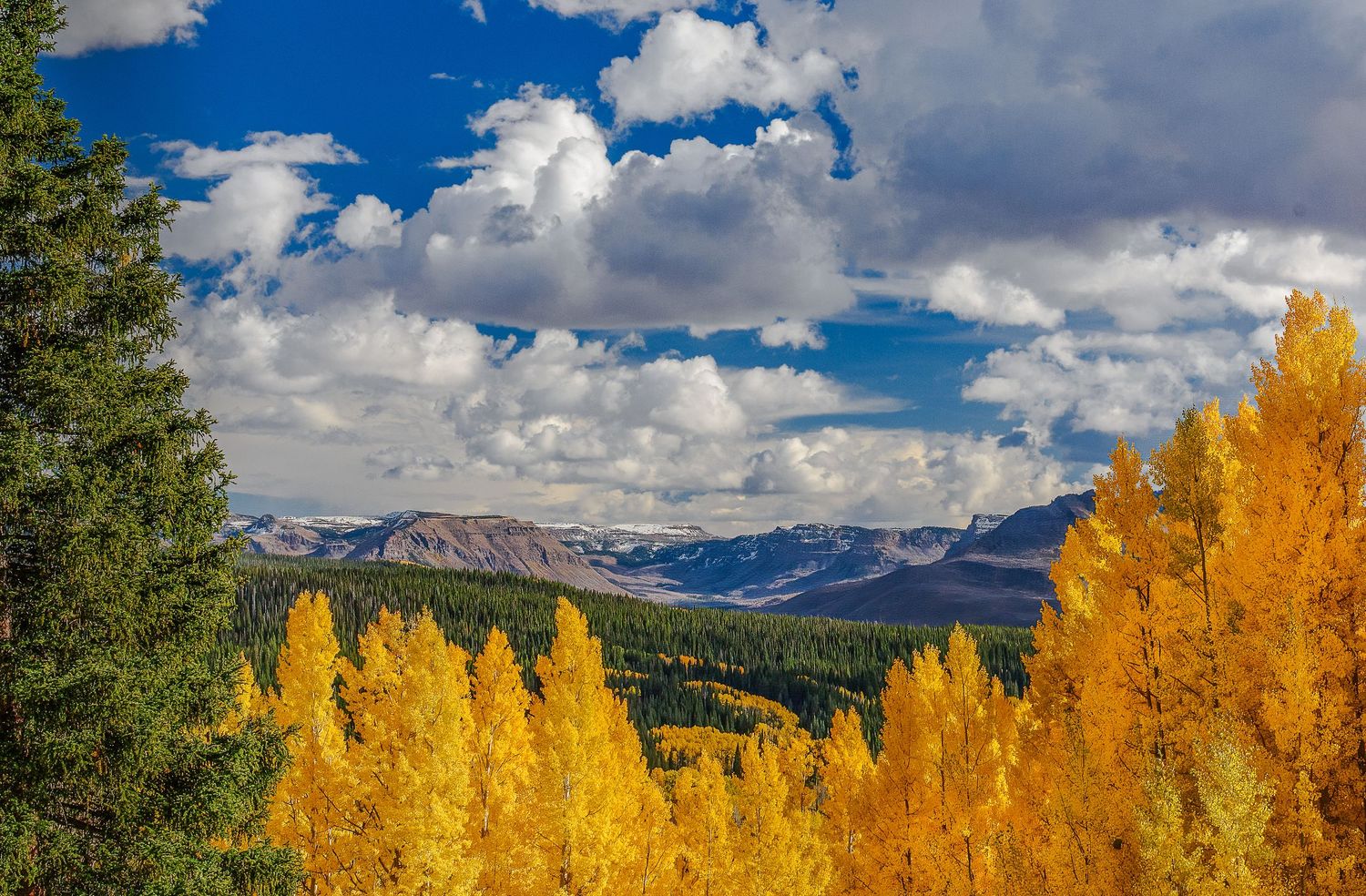 Golden yellow aspen trees frame a mountain vista under blue skies with white clouds in autumn.