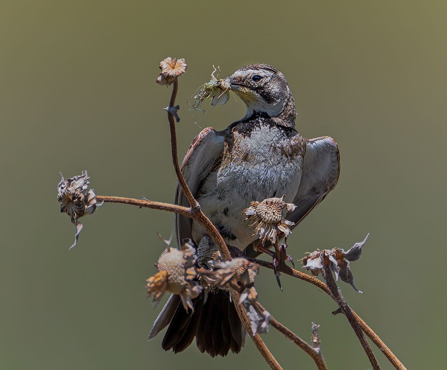Dark-feathered bird perched on dried wildflower stems holding nesting material in beak.