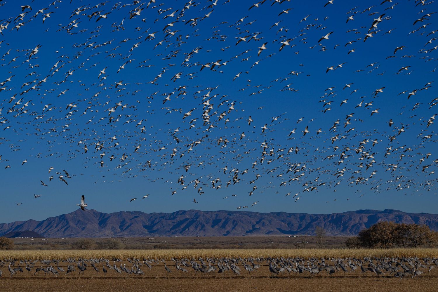 Massive flock of snow geese taking flight over a flat landscape with mountains behind.