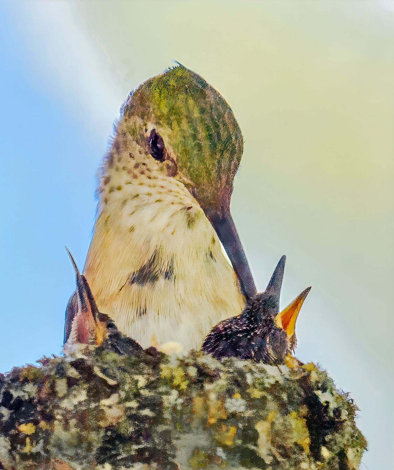 Mother hummingbird with green plumage watching over two tiny chicks in lichen-covered nest.