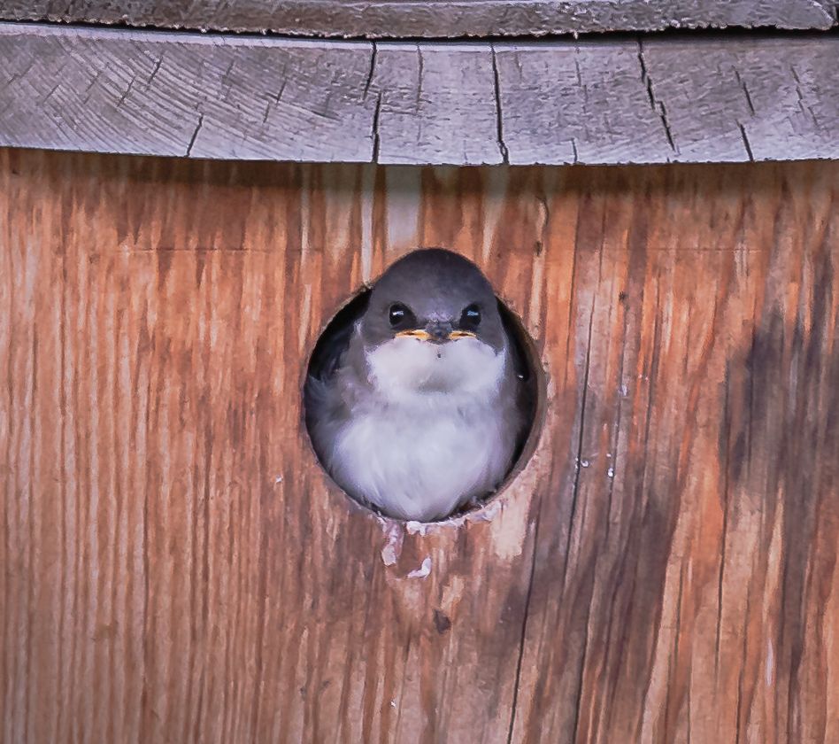 Fluffy baby tree swallow peeking out from round hole in wooden birdhouse.