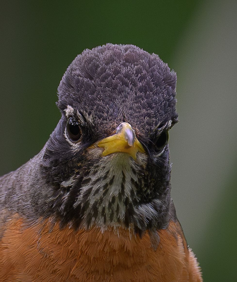 Close-up portrait of an American robin with orange breast and yellow beak.