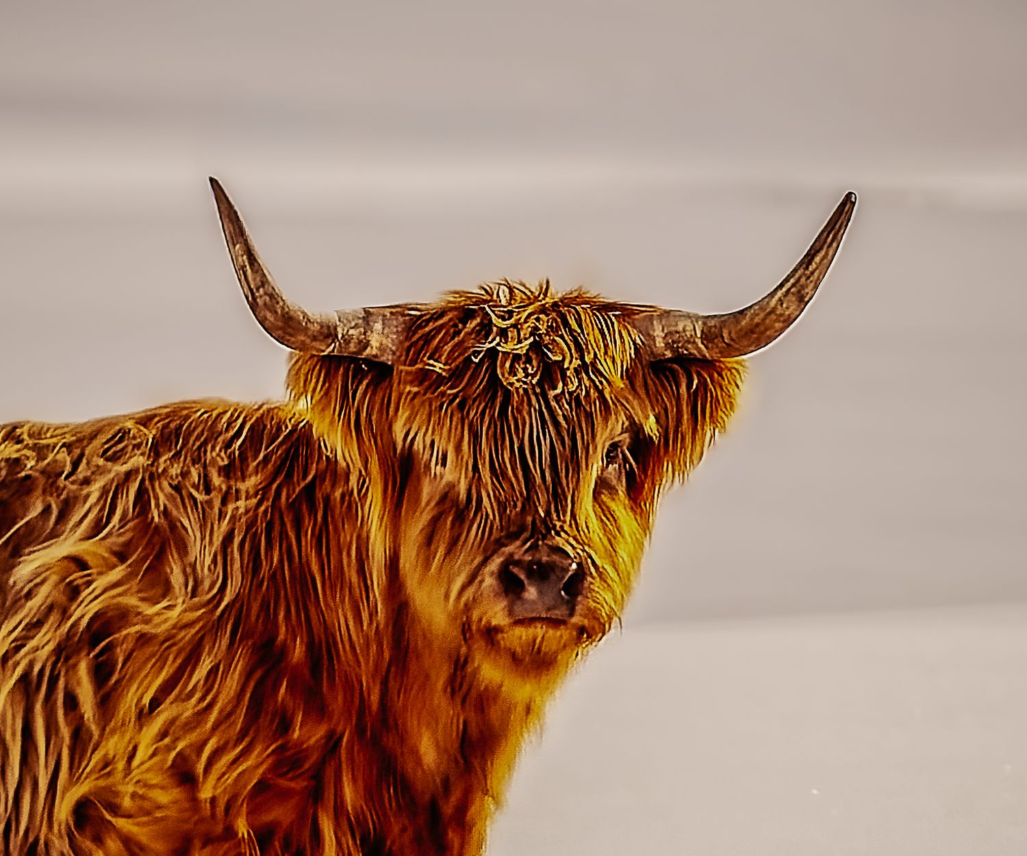 A majestic Highland cow with long curved horns and shaggy golden-brown fur poses against a gray background.