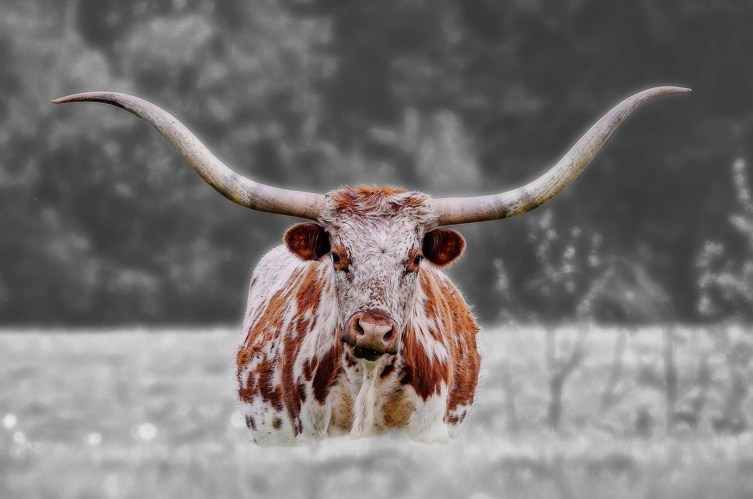 A Texas Longhorn steer with massive curved horns stands in a field, partially desaturated.