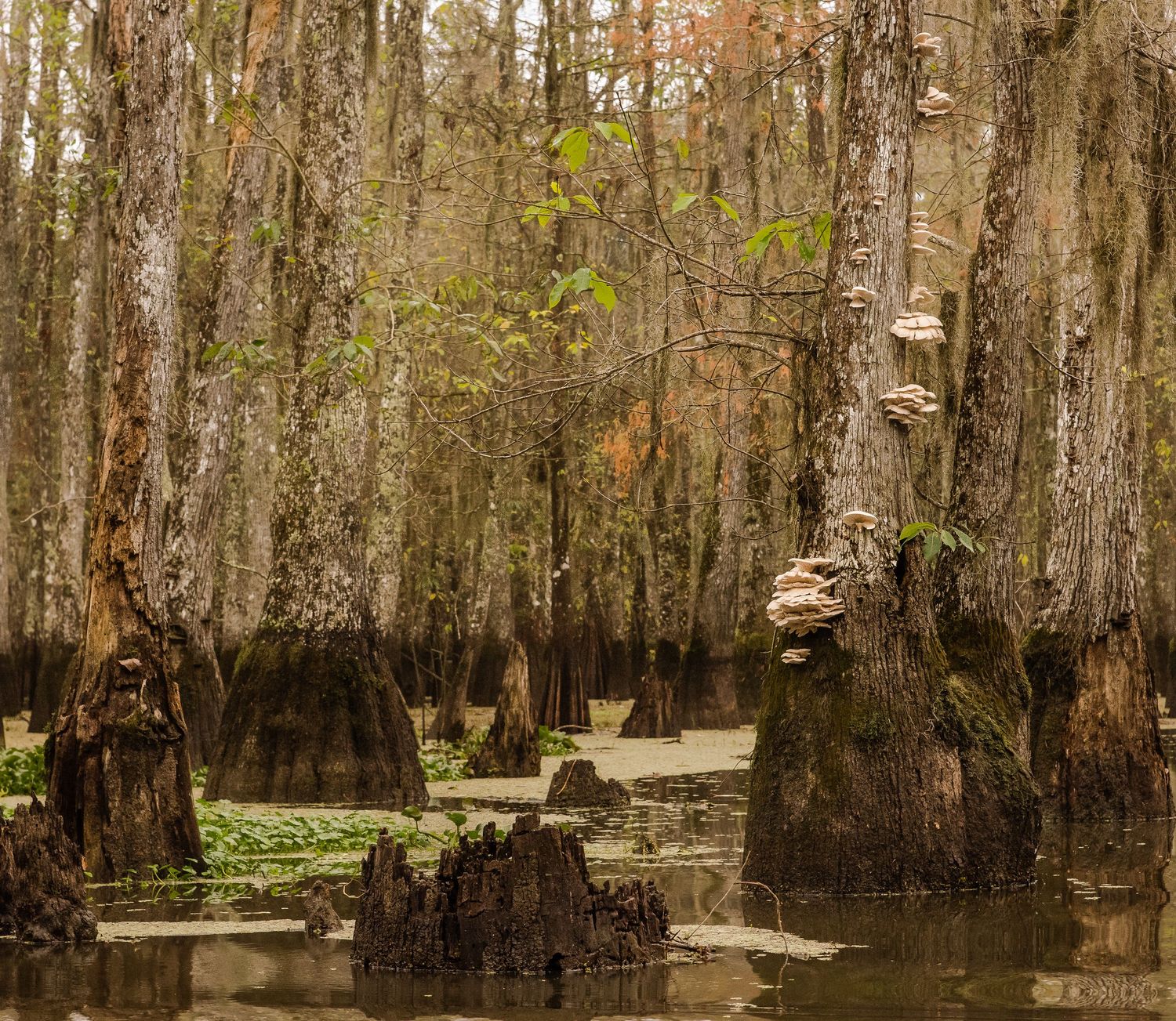 Ancient cypress swamp with moss-draped trees, mushroom-covered stumps, and still dark water.