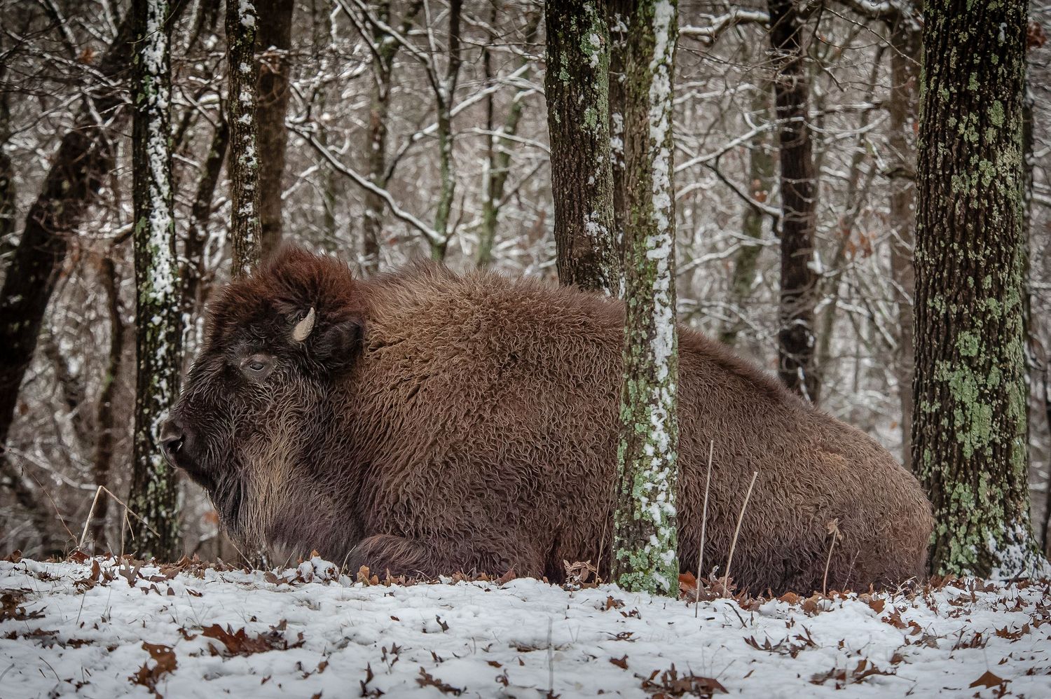 Two American bison resting in a snowy winter forest surrounded by bare trees.