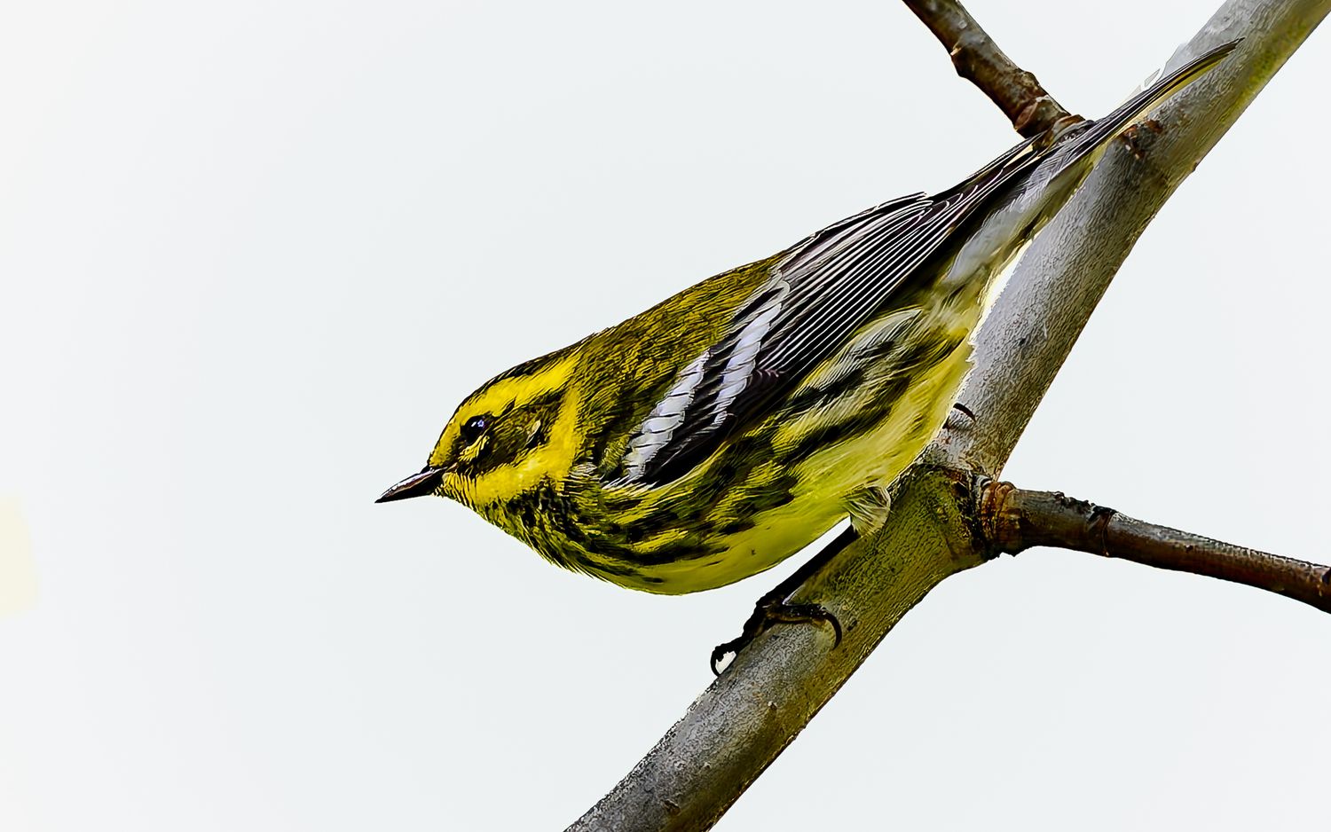 A vibrant yellow and black warbler perched on a bare branch against a white sky.