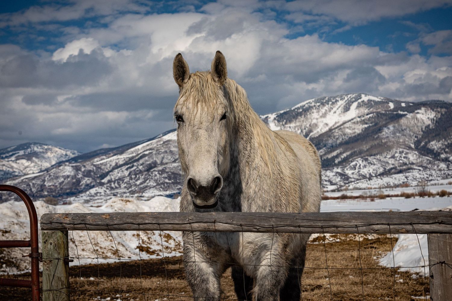 A white horse stands at a wooden fence with snow-capped mountains and cloudy sky in the background.
