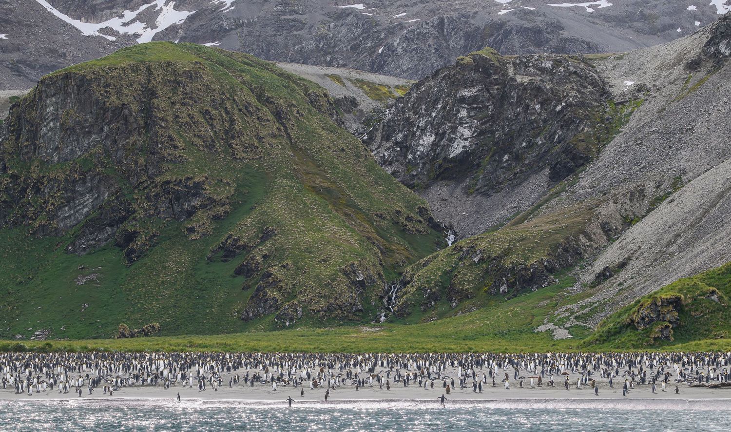 Thousands of king penguins gather on a beach below steep green and rocky snow-dusted Antarctic mountains.