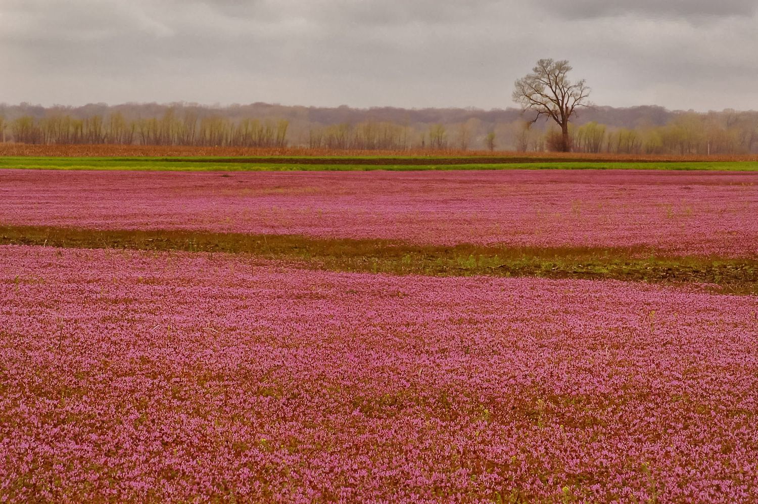 Vast field of vibrant pink and purple wildflowers stretching to the horizon with a lone tree under overcast skies.