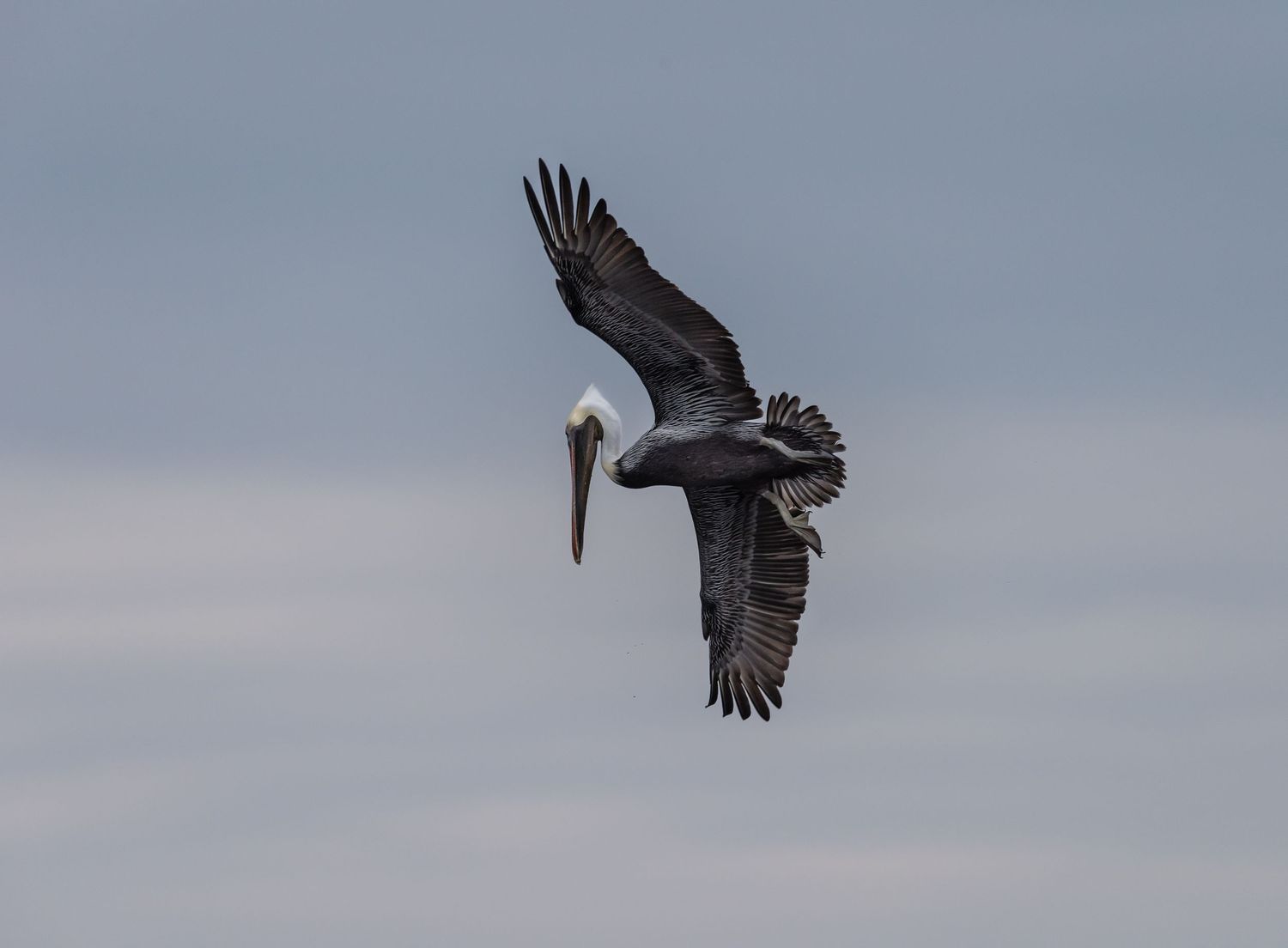 Brown pelican soaring gracefully with wings spread wide against a cloudy gray sky over the ocean.