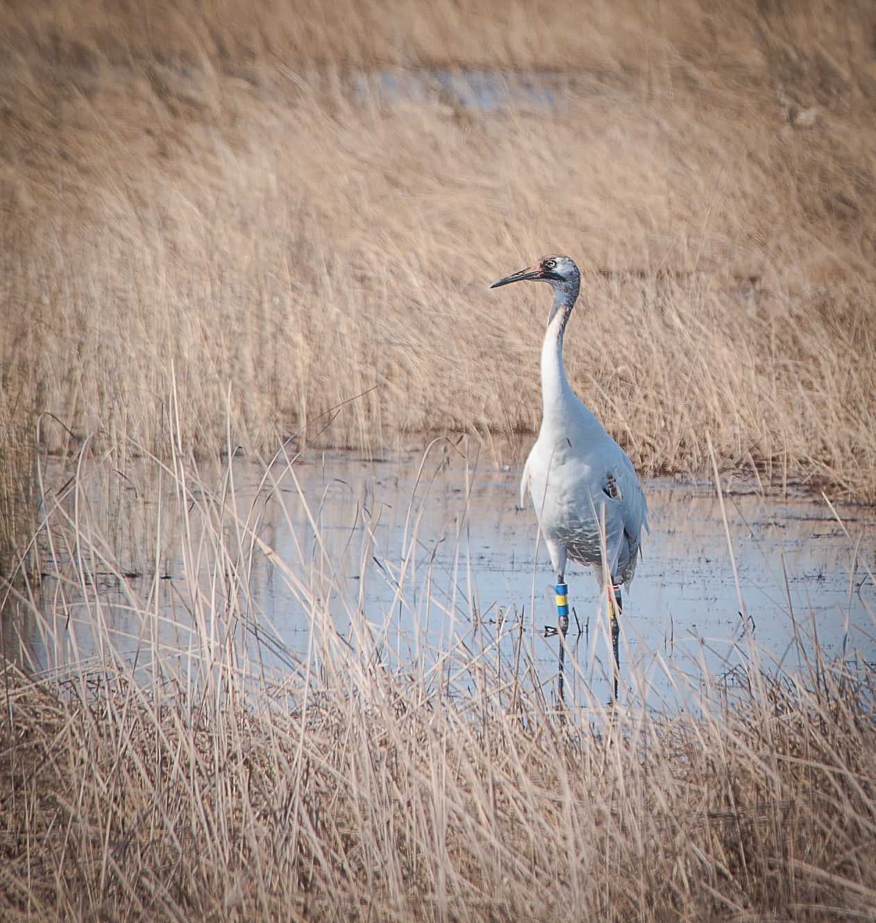 Sandhill crane standing alert in shallow wetland water surrounded by dry golden marsh grasses in winter.