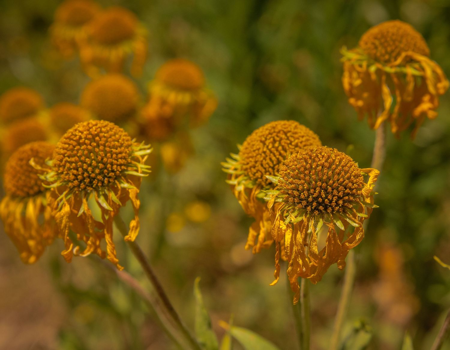 Close-up of golden orange sneezeweed wildflowers with dried petals in a natural outdoor setting.
