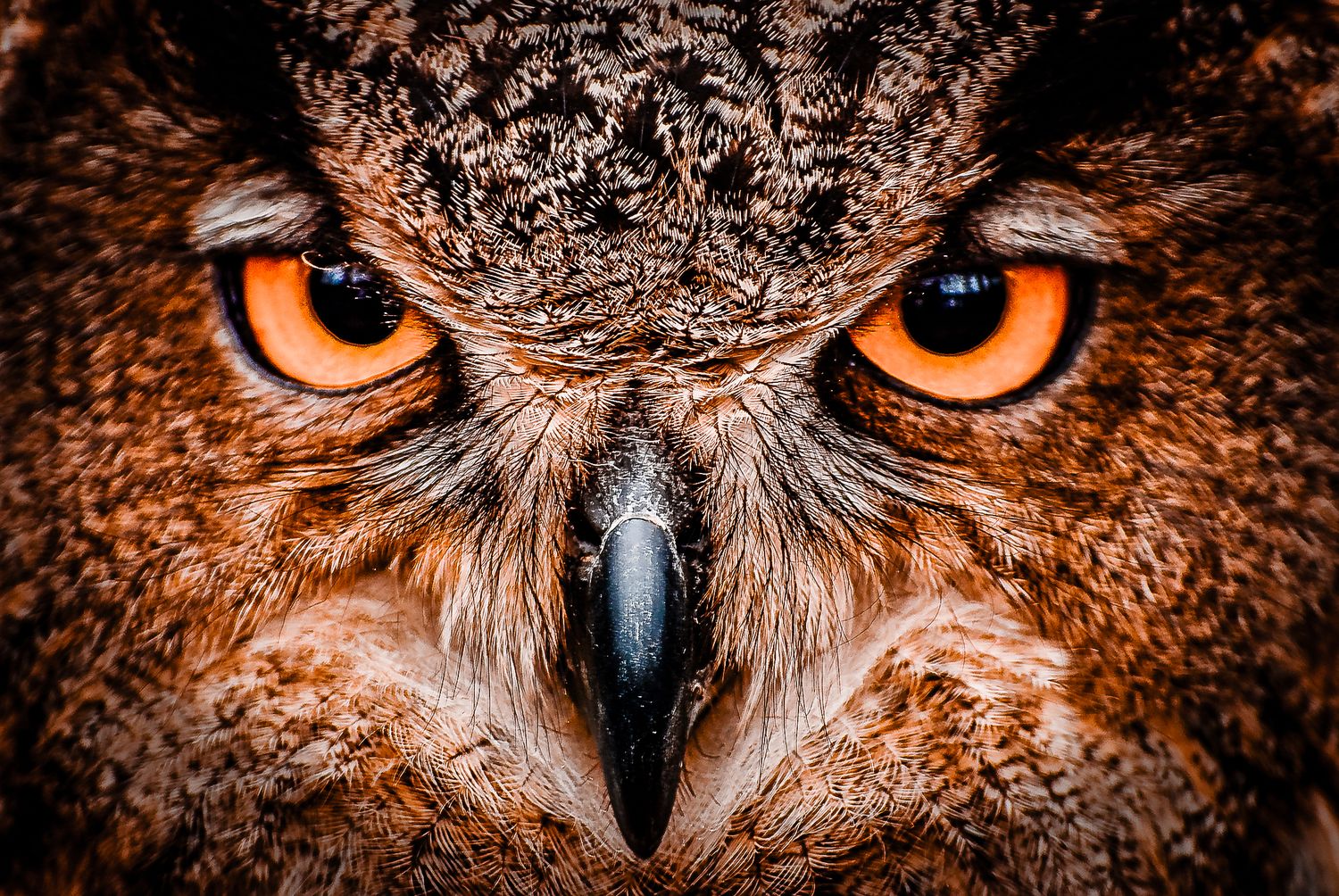 Intense close-up portrait of a great horned owl with striking orange eyes and sharp beak in dramatic lighting.