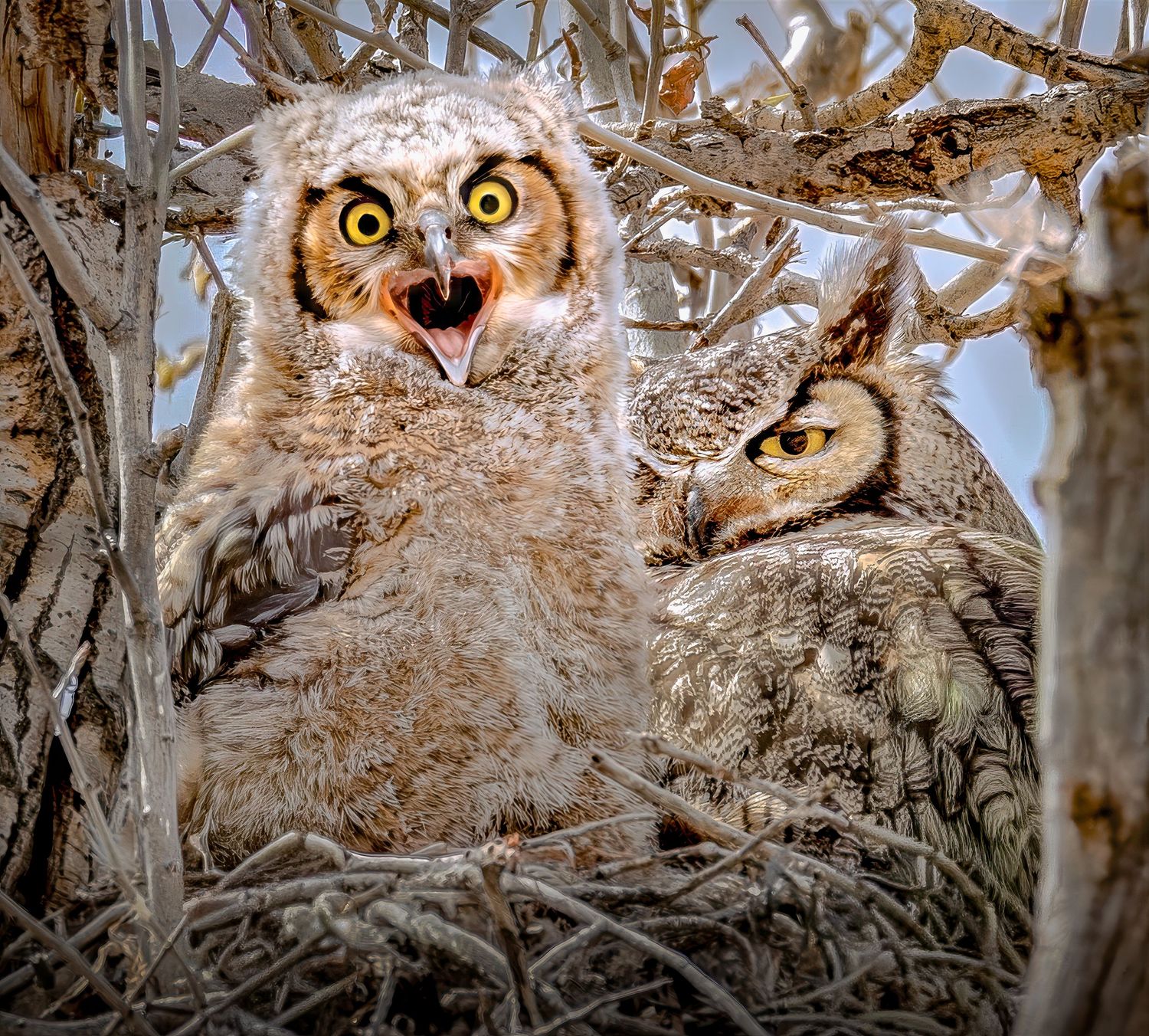 Two great horned owl chicks nesting in bare branches, one with mouth wide open.