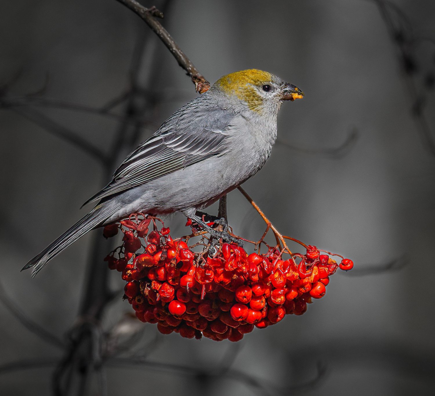 A pine grosbeak perched on a cluster of bright red berries against a gray background.