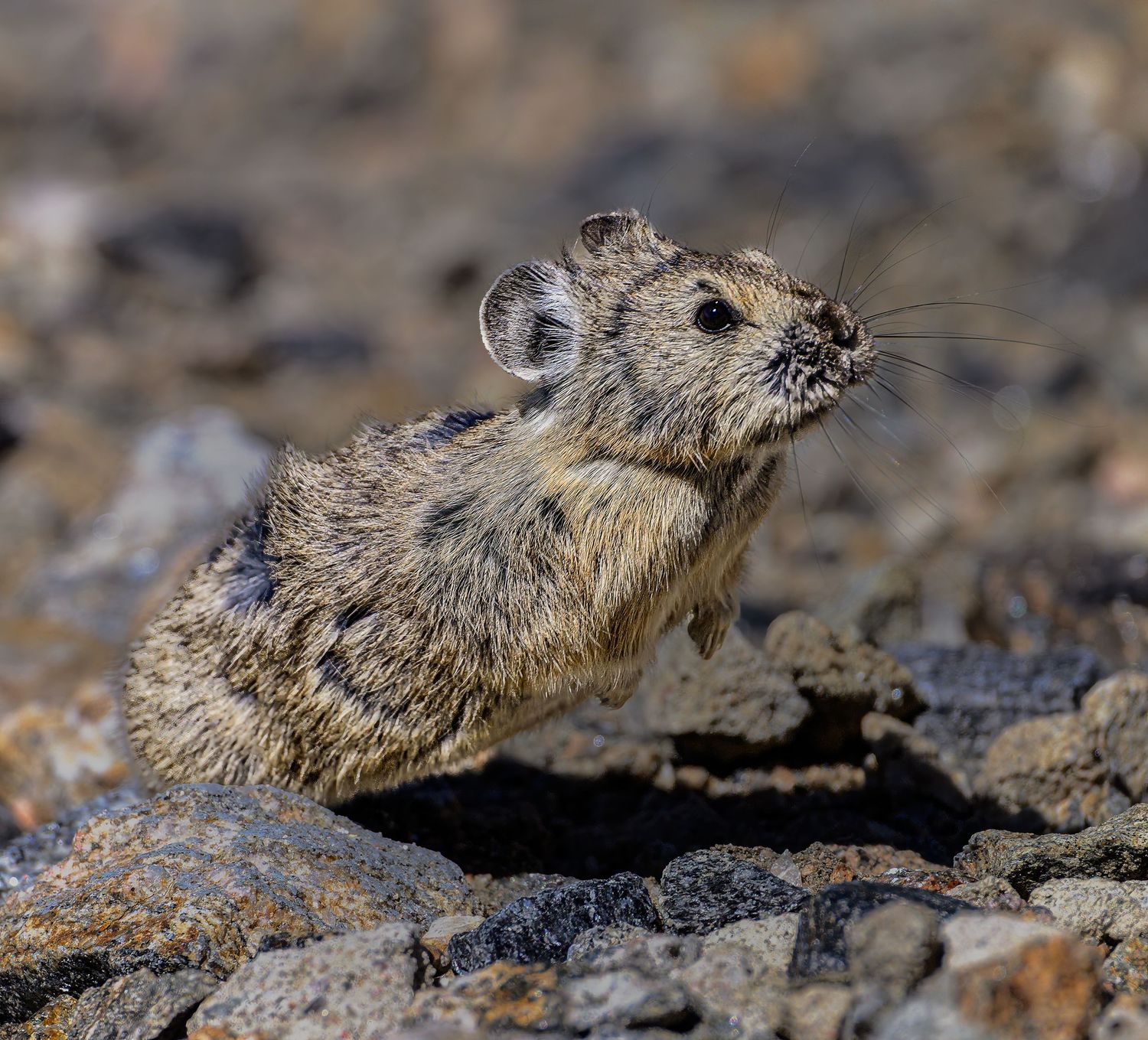 A small pika perches among rocky terrain, showcasing its round ears and whiskers.