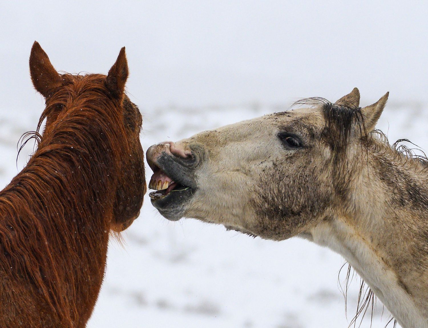 A gray horse appears to laugh or nicker at a chestnut horse in a snowy winter field.