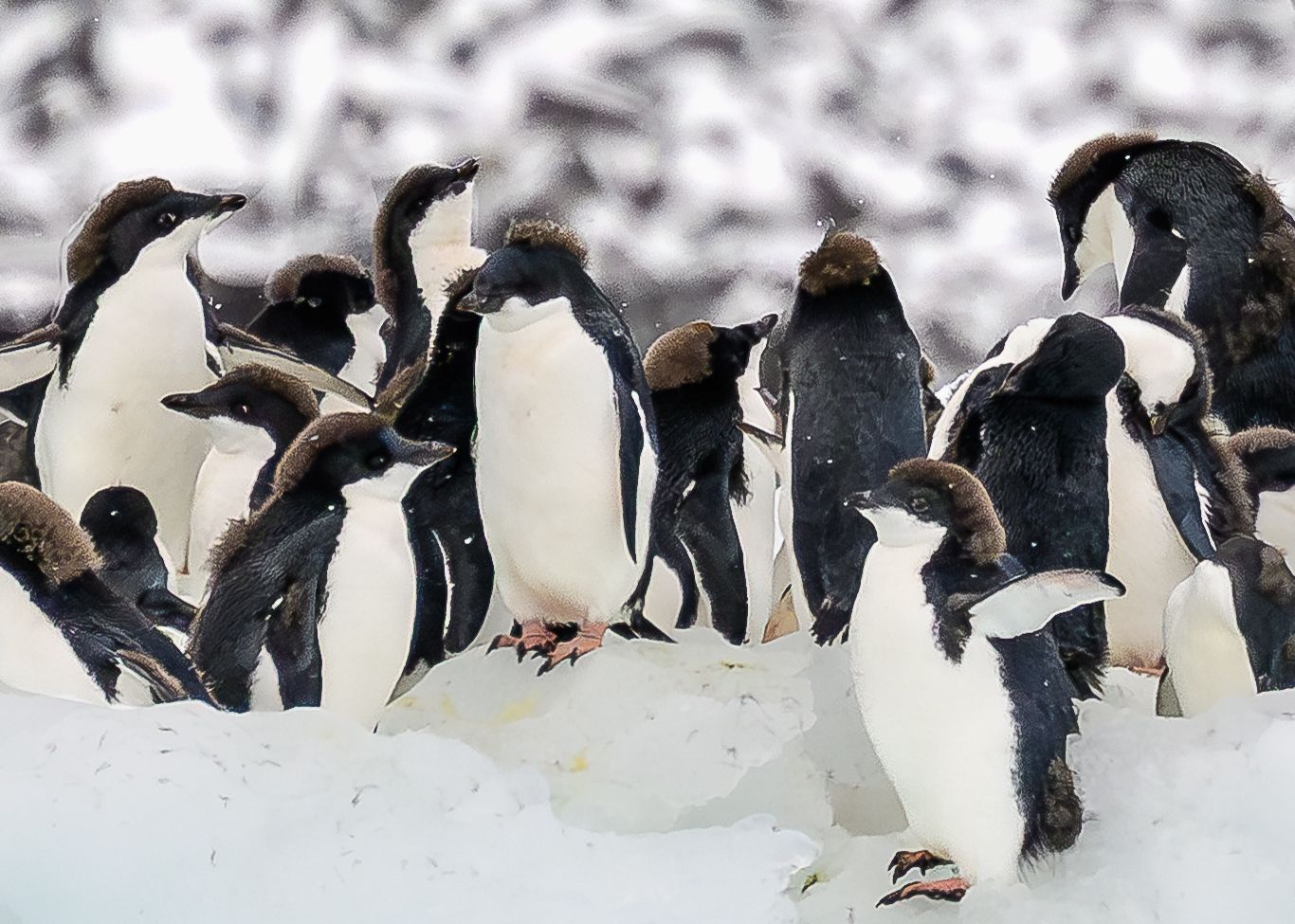 A large group of Adelie penguins huddled together on snow and ice in Antarctica.