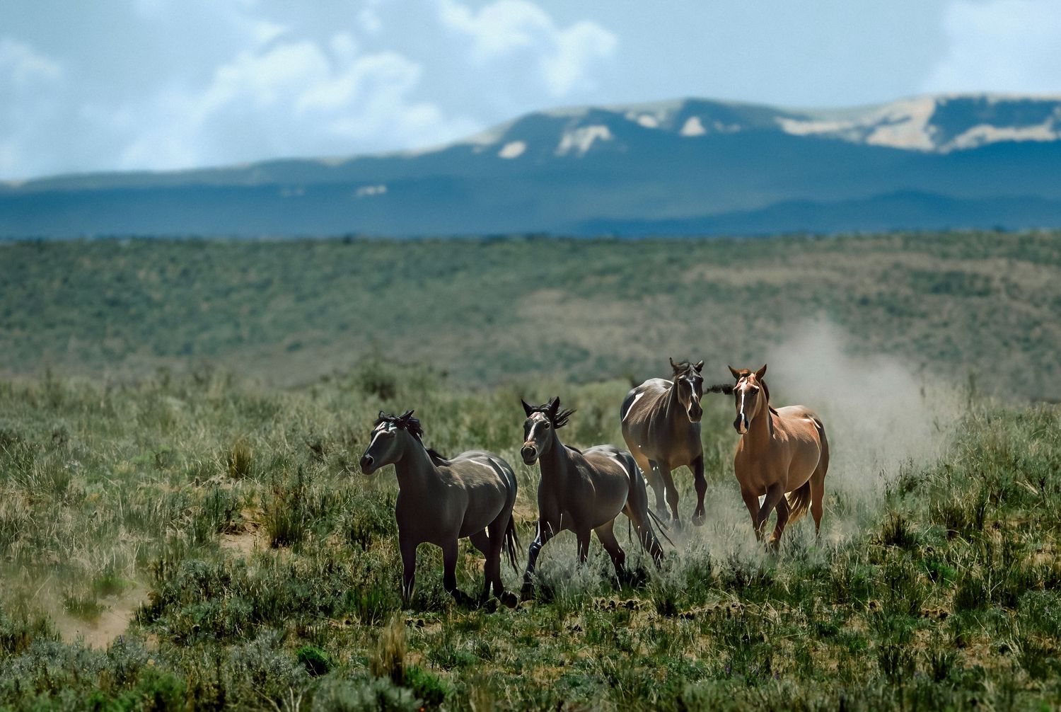 Wild horses running through sagebrush plains kicking up dust with snow-capped mountains behind.