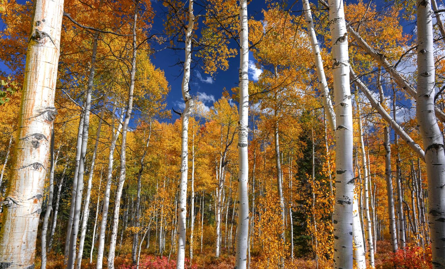 Tall white aspen tree trunks with brilliant orange fall foliage under a blue sky.