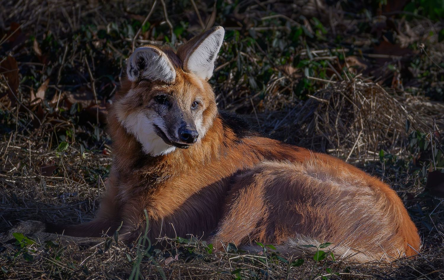 A maned wolf with vibrant red fur rests on the ground in dim light.
