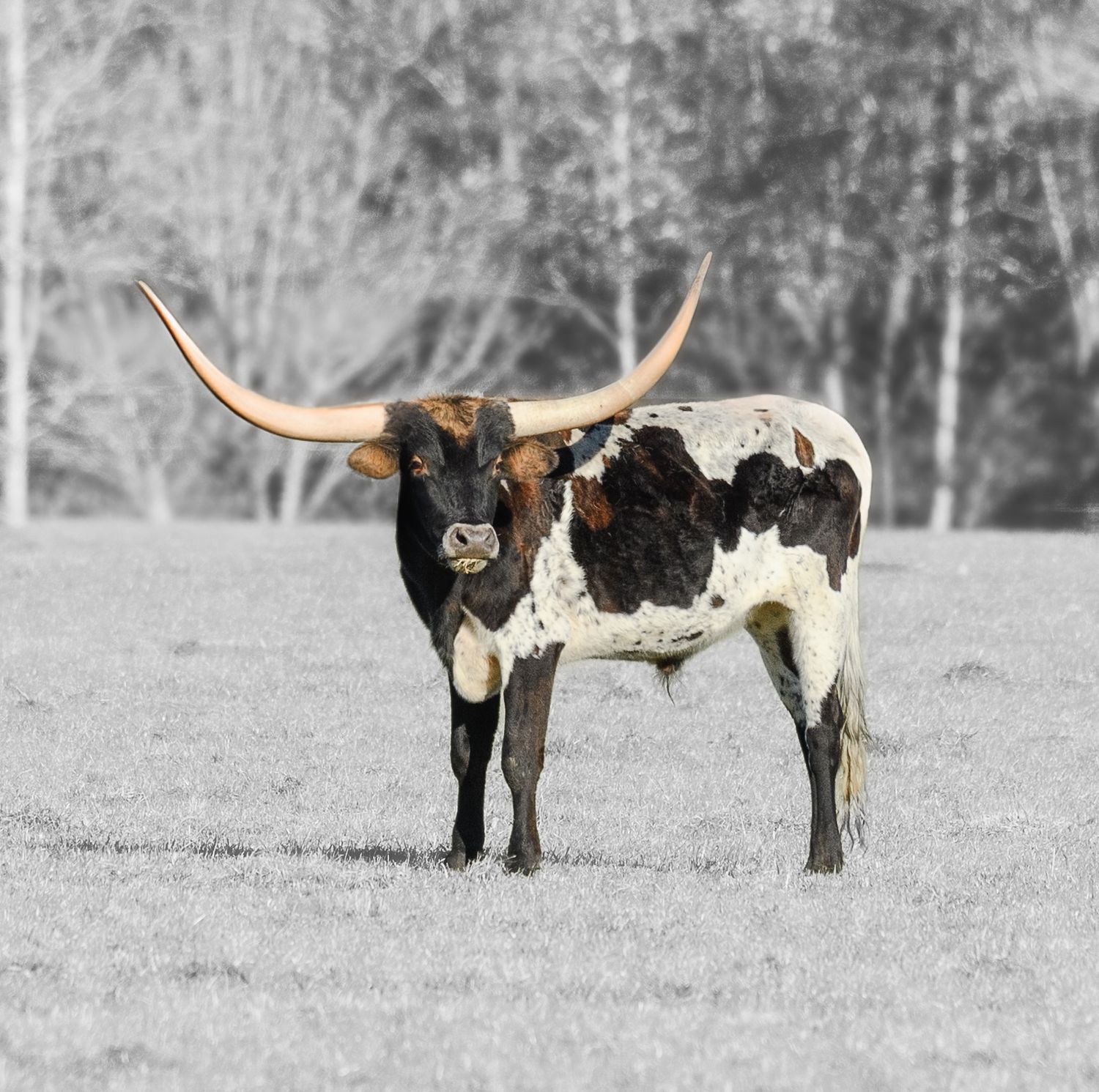 A black and white Texas Longhorn steer with large curved horns stands alone in a monochrome field.