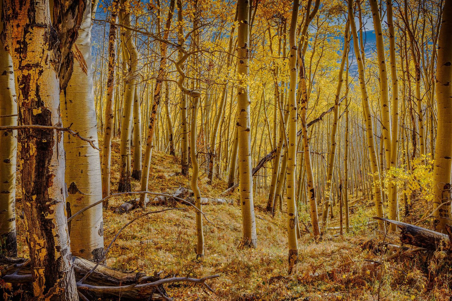 Golden aspen forest with white birch trunks and fallen logs in autumn foliage.