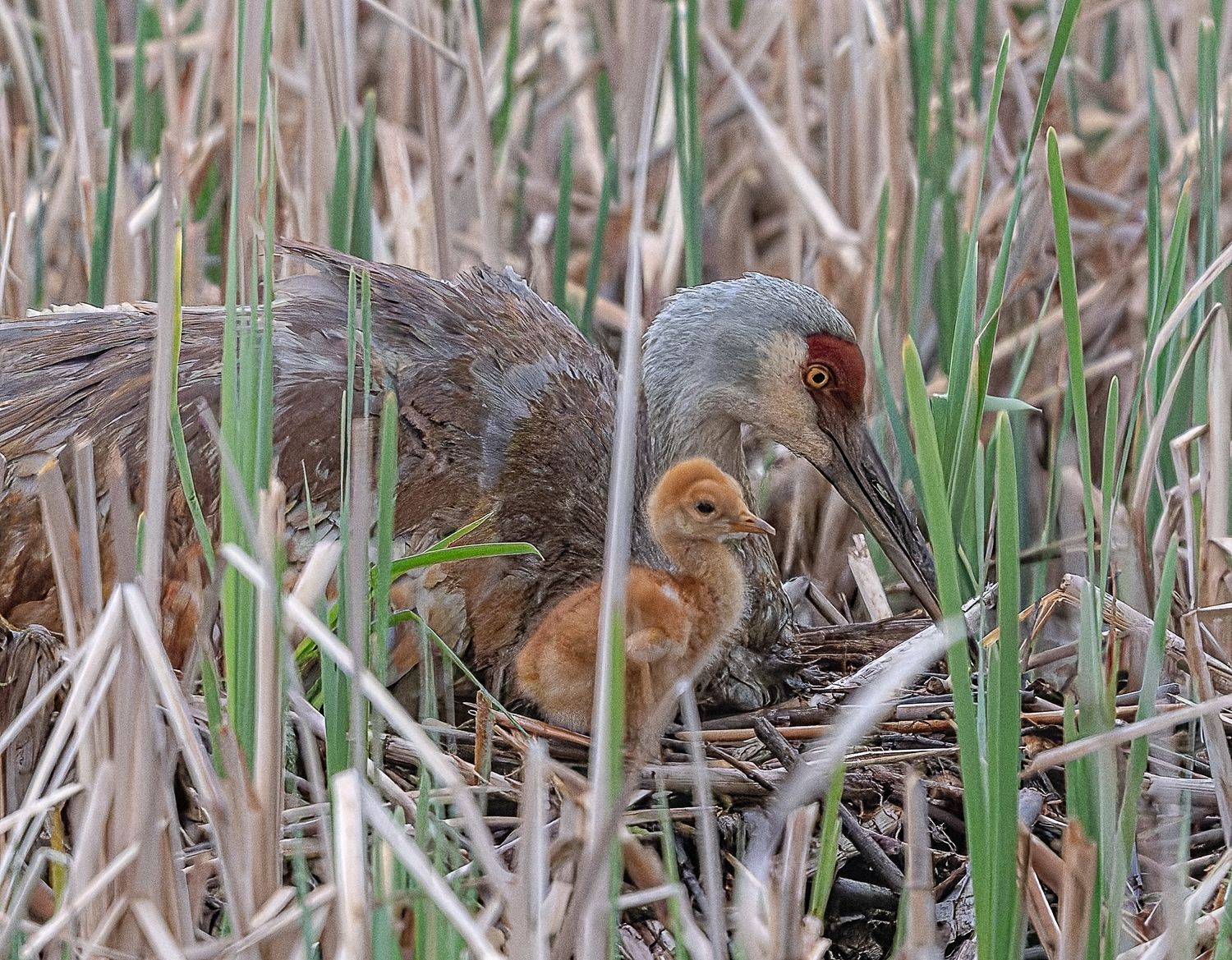 Sandhill crane with newborn chick nesting among marsh reeds.